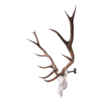 Metal Skull Mount – The ‘Bull’ Bracket
