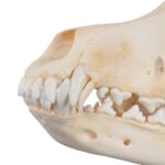 Real Domestic Dog Skull – Adolescent