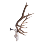 Metal Skull Mount – The ‘Bull’ Bracket