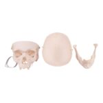 Real Research Quality Human Skull – 19.3301 oz