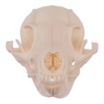 Real Gray Fox Skull