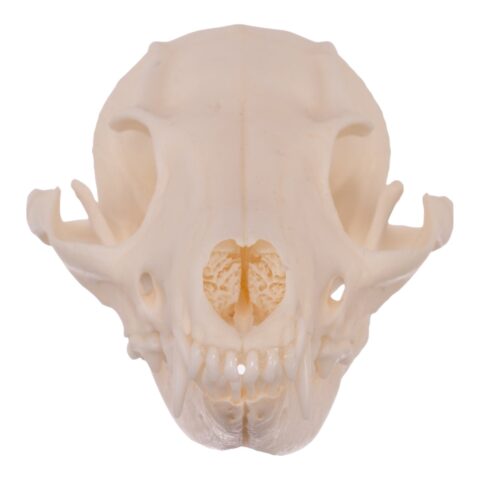 Real Gray Fox Skull