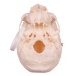 Real Research Quality Human Skull – 19.3301 oz