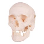 Real Research Quality Human Skull – 19.3301 oz