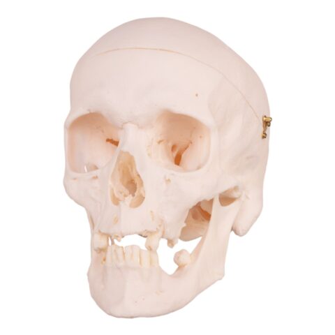 Real Research Quality Human Skull - 19.3301 oz