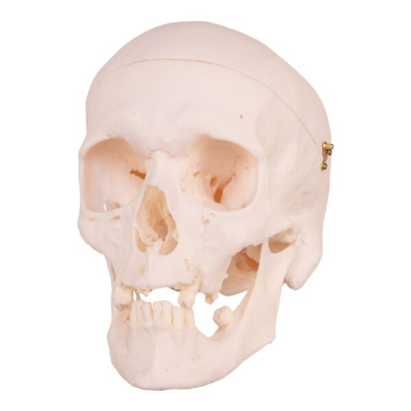Real Research Quality Human Skull – 19.3301 oz