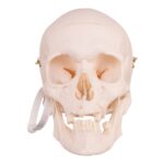 Real Research Quality Human Skull – 19.3301 oz