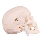 Real Research Quality Human Skull – 19.3301 oz