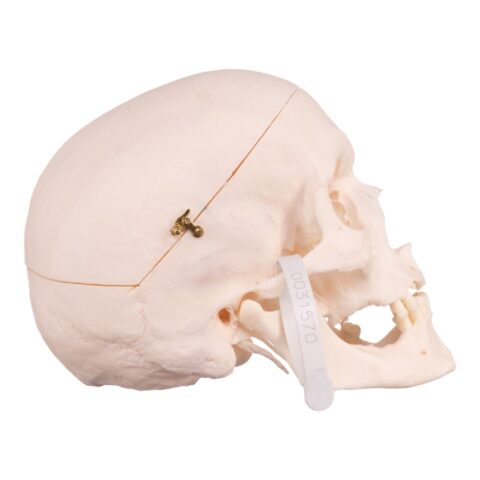Real Research Quality Human Skull - 19.3301 oz