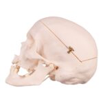 Real Research Quality Human Skull – 19.3301 oz