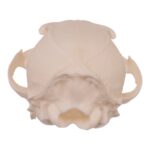 Real Gray Fox Skull