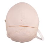 Real Research Quality Human Skull – 19.3301 oz