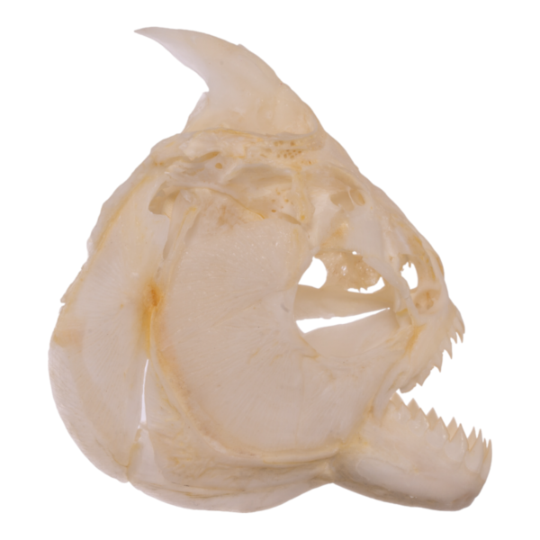 Real Red-bellied Piranha Skull