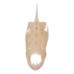 Real Redeye Piranha Skull