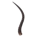 Real Impala Horn – Single