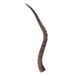 Real Impala Horn – Single