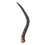 Real Impala Horn – Single