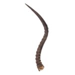 Real Impala Horn – Single