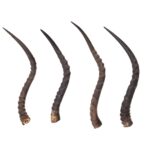 Real Impala Horn – Single