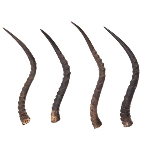 Real Impala Horn - Single