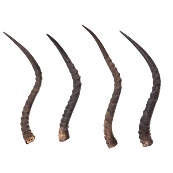 Real Impala Horn – Single