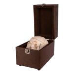 Real Human Dissected Skull with Carrying Case