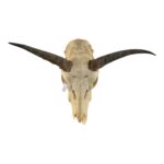 Real Bohor Reedbuck Skull