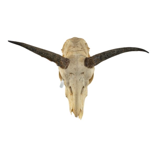 Real Bohor Reedbuck Skull