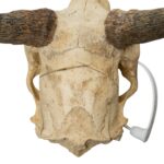 Real Bohor Reedbuck Skull