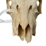 Real Bohor Reedbuck Skull