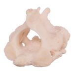 Real Research Quality Human Cervical and Axis Vertebrae – Fused