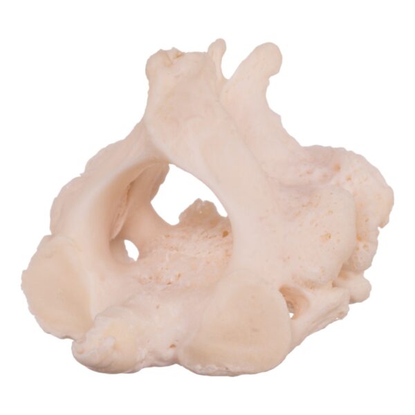 Real Research Quality Human Cervical and Axis Vertebrae – Fused