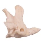 Real Research Quality Human Cervical and Axis Vertebrae – Fused