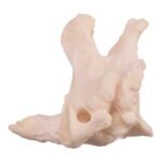Real Research Quality Human Cervical and Axis Vertebrae – Fused
