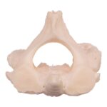Real Research Quality Human Cervical and Axis Vertebrae – Fused
