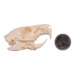Real Guinea Pig Skeleton – Disarticulated
