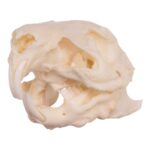 Real Guinea Pig Skeleton – Disarticulated