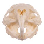 Real Guinea Pig Skeleton – Disarticulated