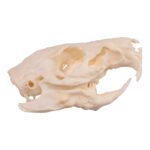 Real Guinea Pig Skeleton – Disarticulated