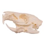 Real Guinea Pig Skeleton – Disarticulated