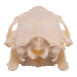 Real Guinea Pig Skeleton – Disarticulated