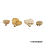 Real Human Child Temporal Bone – Single