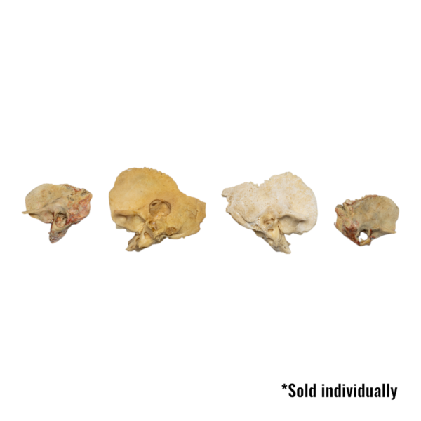 Real Human Child Temporal Bone – Single