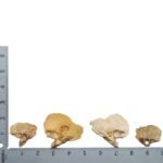 Real Human Child Temporal Bone – Single