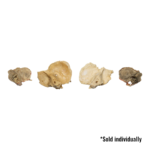 Real Human Child Temporal Bone – Single