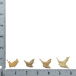 Real Human Child Zygomatic Bone – Single