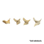 Real Human Child Zygomatic Bone – Single