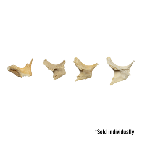 Real Human Child Zygomatic Bone - Single