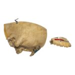 Replica Human Child Skull – Partial
