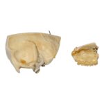 Replica Human Child Skull – Partial